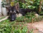 German Shepherd Puppy for Sale