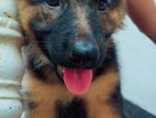 German Shepherd Puppy