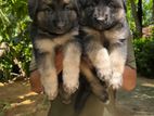 German Shepherd Puppy