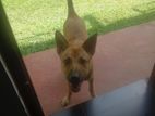 German Shepherd Puppy