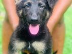 German Shepherd Puppy