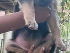 German Shepherd Puppy