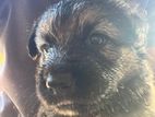 German Shepherd Puppy