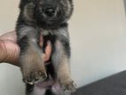 German Shepherd Puppy