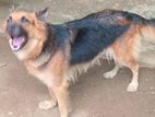German Shepherd Puppy