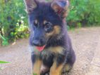 German Shepherd Puppy