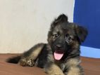 German Shepherd Puppy