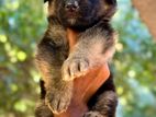 German shepherd puppy