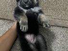 German Shepherd Puppy