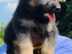German Shepherd Puppy