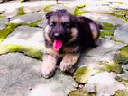 German shepherd puppy