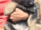 German Shepherd Puppy