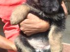 German Shepherd Puppy