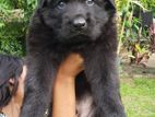 German Shepherd Puppies