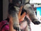 German Shepherd Puppy