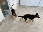 German Shepherd Puppies