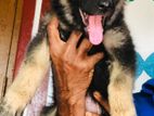 German Shepherd Puppy