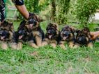 German Shepherd Puppy