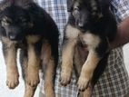 German shepherd puppy
