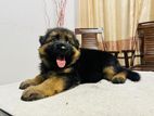 German Shepherd Puppy