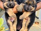 German Shepherd Puppy