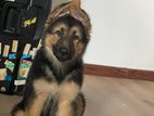 German Shepherd Puppy