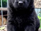 German Shepherd Puppy