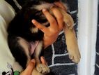 German Shepherd Puppy