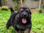 German Shepherd Puppy
