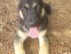 German Shepherd Puppy