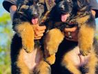 German Shepherd Puppy