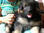 German Shepherd Puppy