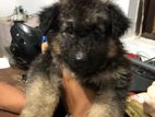 German Shepherd Puppy