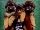 German Shepherd Puppies