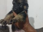 German Shepherd Puppy