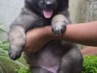 German Shepherd Puppy