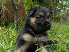 German Shepherd Puppy