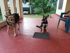 German shepherd puppy
