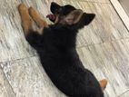 German Shepherd Puppy