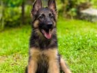 German Shepherd Puppy