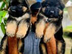 German Shepherd Puppy