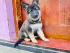 German Shepherd Puppy