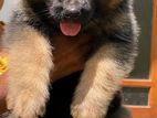 German Shepherd Puppy