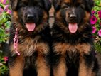german shepherd puppy