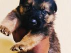 German Shepherd Puppy