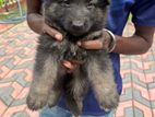 German Shepherd Puppy
