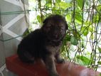 German Shepherd Puppy