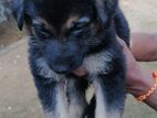 German Shepherd Puppy
