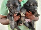German Shepherd Puppy