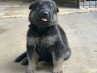 German Shepherd Puppy